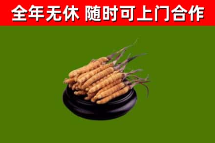 自贡回收散虫草