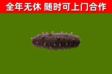 自贡回收海参干
